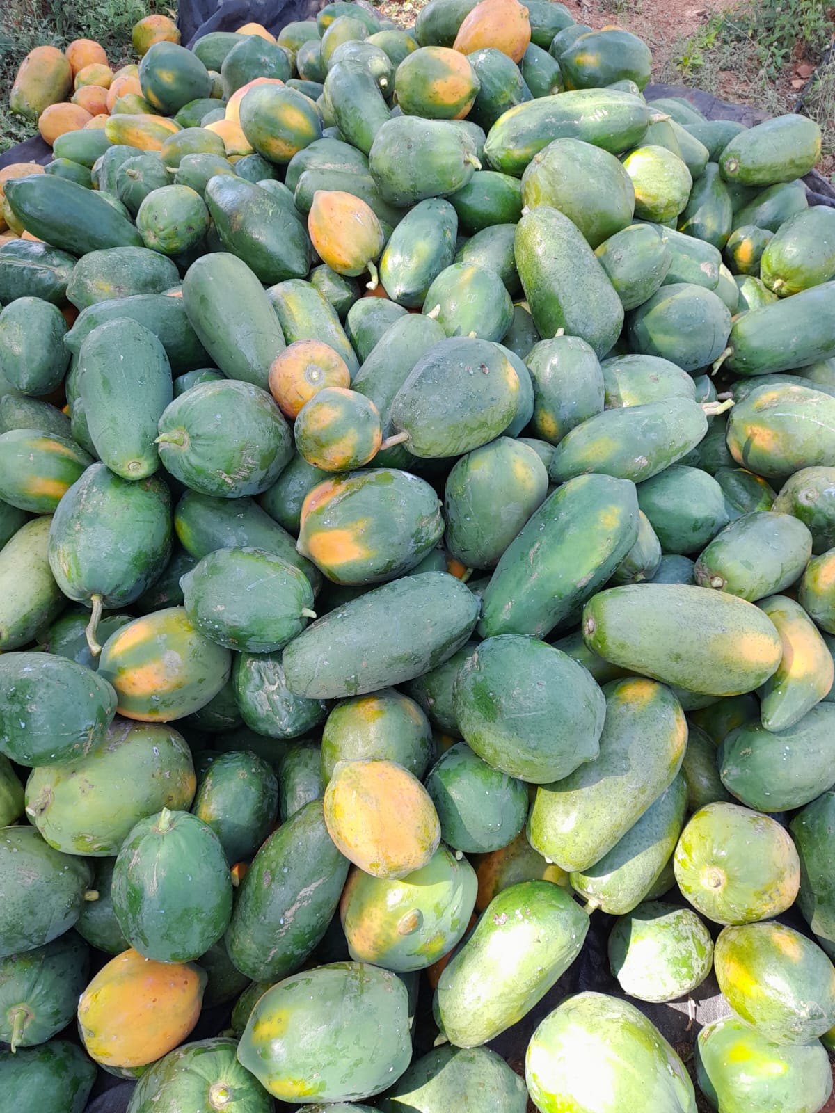 Papaya